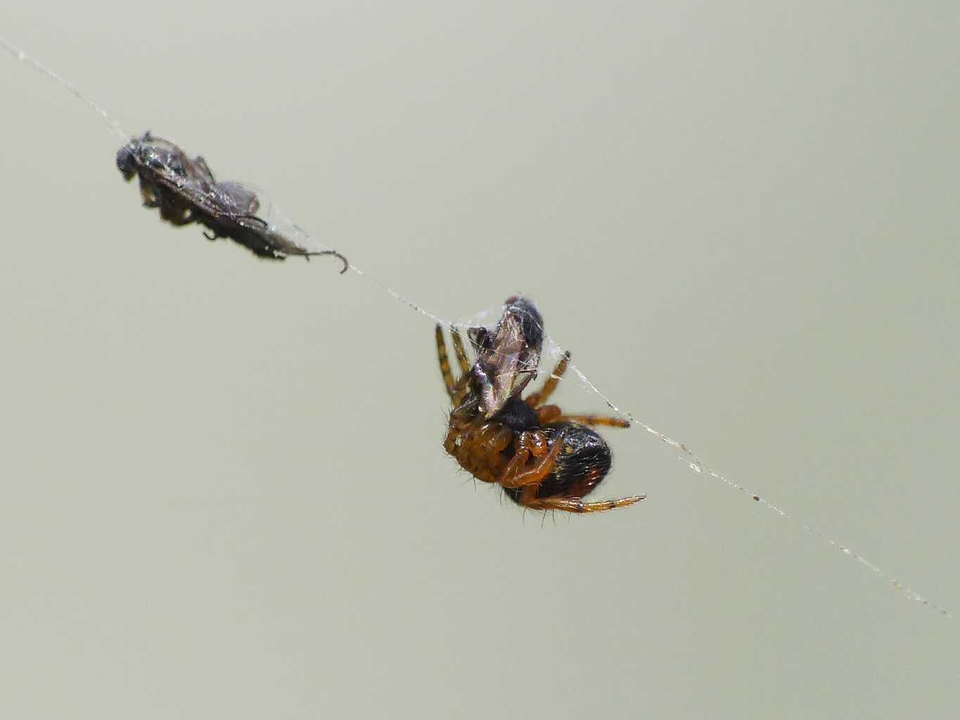 Piccolissimo Araneidae - Montecompatri (RM)